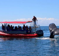 Byron Bay Whale Watching Cruise - Taree Accommodation