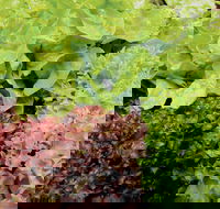 Apple Tree Creek - Taree Accommodation