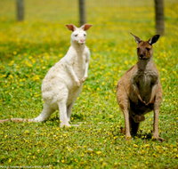 Bordertown Wildlife Park - Taree Accommodation