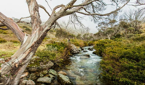Dead Horse Gap Walking Track - Taree Accommodation 0