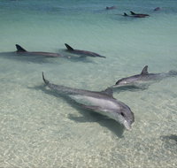 Dolphins of Monkey Mia - Taree Accommodation