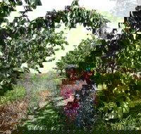 Harben Vale Pick Your Own Cherries - Taree Accommodation