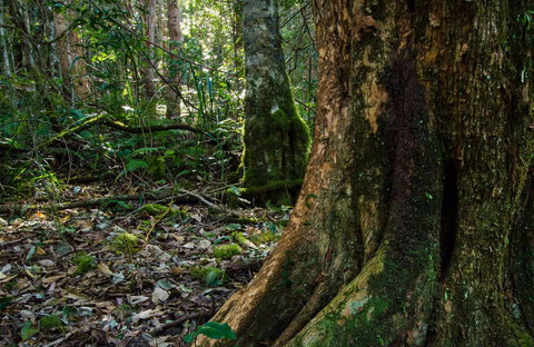 Hidden Treasure Track - Taree Accommodation 0