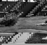 Hunter Valley Zoo - Taree Accommodation