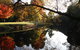 Jamieson Significant Trees - thumb 0