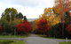 Jamieson Significant Trees - thumb 1