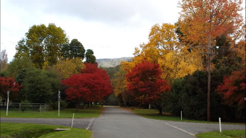 Jamieson Significant Trees - Taree Accommodation 1