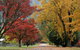 Jamieson Significant Trees - thumb 2