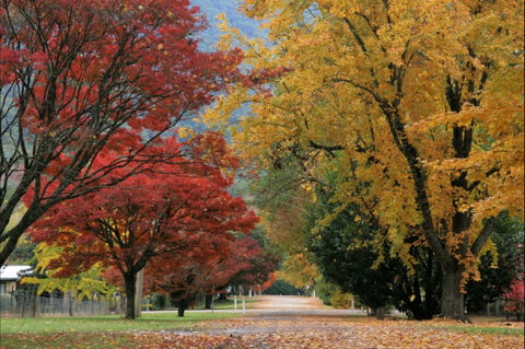 Jamieson Significant Trees - Taree Accommodation 2