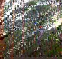 Kinglake Forest Adventures - Taree Accommodation