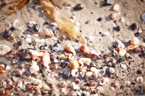 Mushroom Reef Beach - Taree Accommodation 1