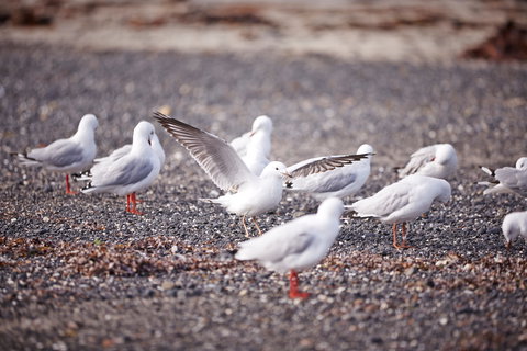 Mushroom Reef Beach - Taree Accommodation 2