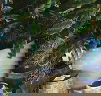 Noreen's Seaside Shop - Taree Accommodation