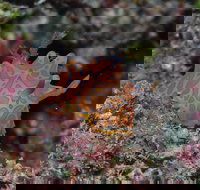 Pelorus and Orpheus Islands - Taree Accommodation