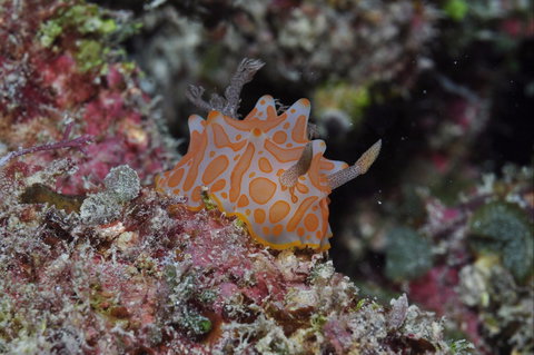 Pelorus And Orpheus Islands - Taree Accommodation 0