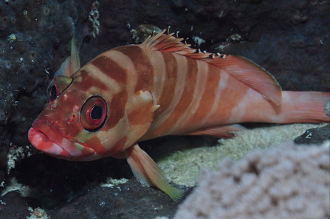 Pelorus And Orpheus Islands - Taree Accommodation 1