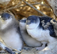 Penguin Island - Taree Accommodation