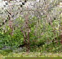 Scutts Hut Trail - Taree Accommodation