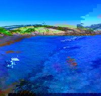 Snorkelling Montague Island - Taree Accommodation