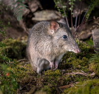 Wildlife Wonders - Taree Accommodation