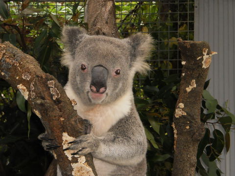 Birdland Animal Park - Taree Accommodation 0
