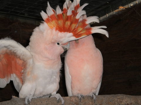 Birdland Animal Park - Taree Accommodation 1