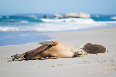 Cape Gantheaume Conservation Park And Wilderness Protection Area - Taree Accommodation 0