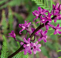 Cassinia Walking Track - Taree Accommodation