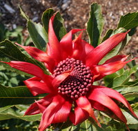 Inverawe Native Gardens - Taree Accommodation