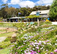 Kate's Berry Farm - Taree Accommodation