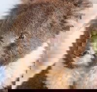 Kyabram Fauna Park - Taree Accommodation