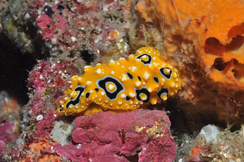 Magic Mountain Dive Site - Taree Accommodation 0