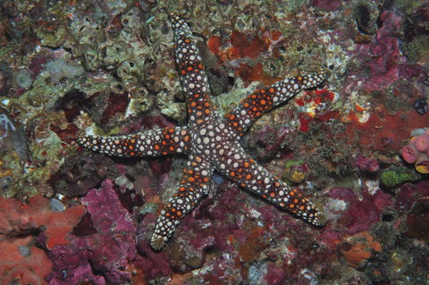 Magic Mountain Dive Site - Taree Accommodation 1