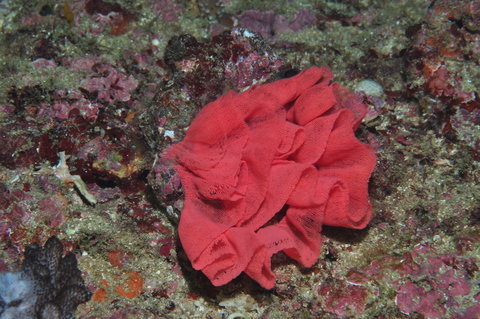 Magic Mountain Dive Site - Taree Accommodation 2