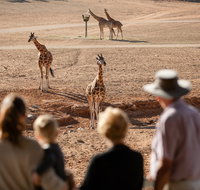 Monarto Safari Park - Taree Accommodation