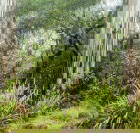 River walking track - Taree Accommodation