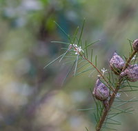 Wallumatta Loop Trail - Taree Accommodation