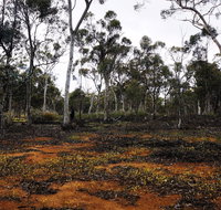 Woylie Walk Dryandra Woodland - Taree Accommodation