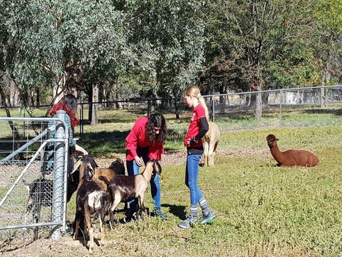 Animal Farm Visit - Taree Accommodation 1