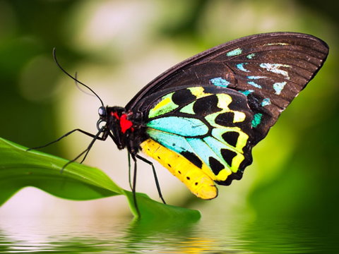 Australian Butterfly Sanctuary - Taree Accommodation 1