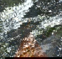 Bird Tree and Benaroon - Taree Accommodation