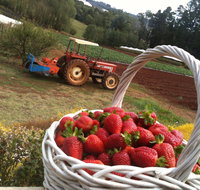 Blue Hills Berries and Cherries - Taree Accommodation