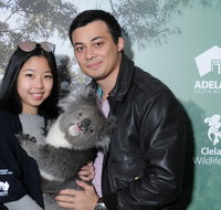 Cleland Wildlife Park - Koala Hold - Taree Accommodation