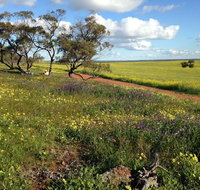 Coorow Wildflower Drive - Taree Accommodation