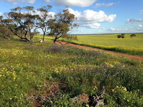 Coorow Wildflower Drive - Taree Accommodation 0