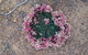 Coorow Wildflower Drive - thumb 1