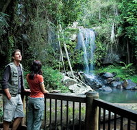Curtis Falls track Tamborine National Park - Taree Accommodation