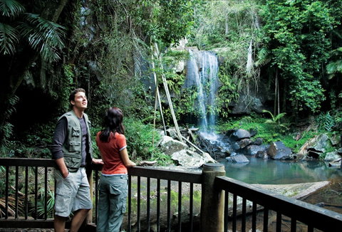 Curtis Falls Track, Tamborine National Park - Taree Accommodation 0
