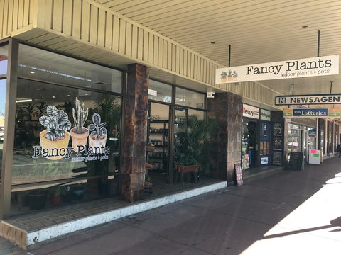 Fancy Plants - Taree Accommodation 1