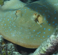 Fitzroy Island Dive Site - Taree Accommodation
